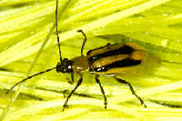 Corn rootworm adult
