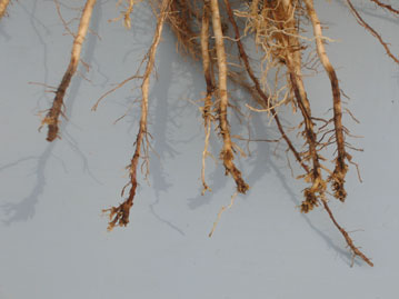  Corn lesion nematode root damage 