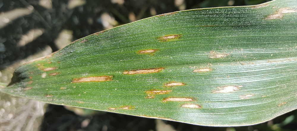  gray leaf spot symptoms on a corn leaf