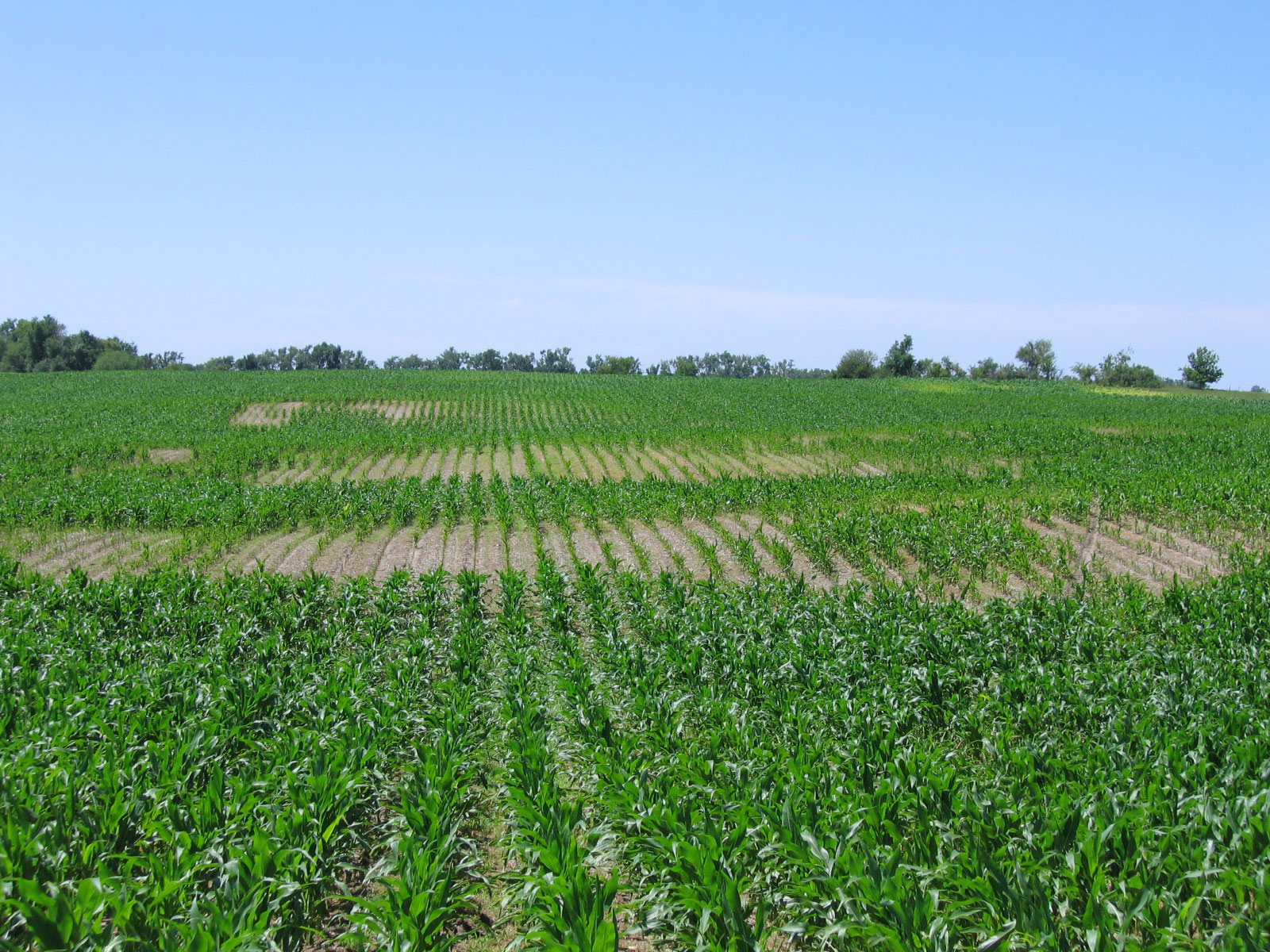  Corn nematode damage in Nebraska field