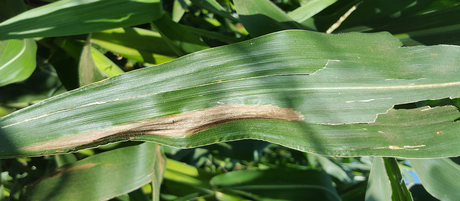 Northern corn leaf blight symptoms on a corn leaf