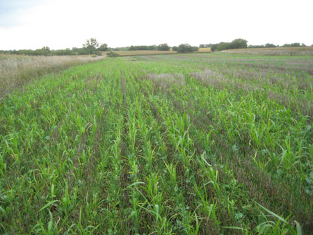 Cover crops planted for forage