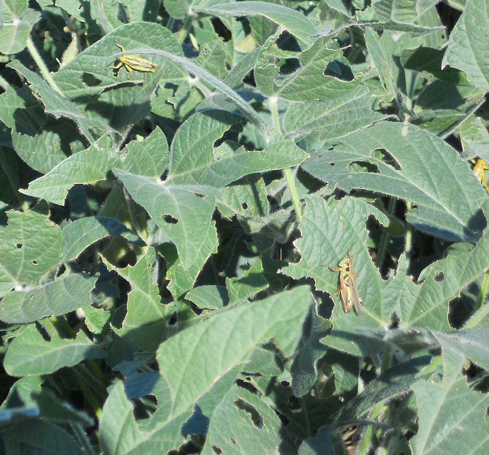grasshoppers in soybean field