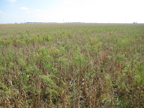 Soybean field thick with glyphosate-resistant marestail