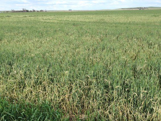  Field of hail-damaged wheat