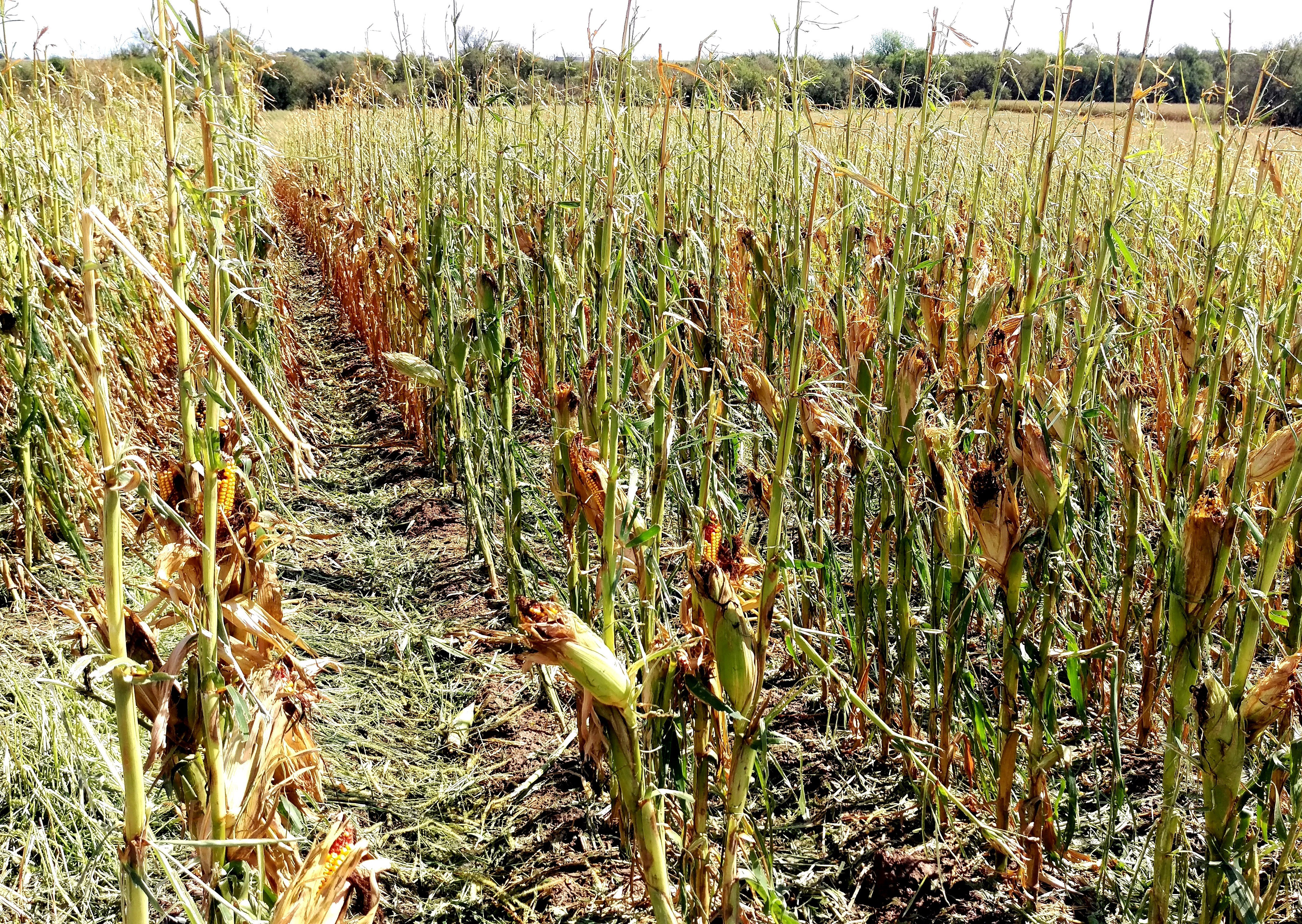 Late season hail-stripped corn
