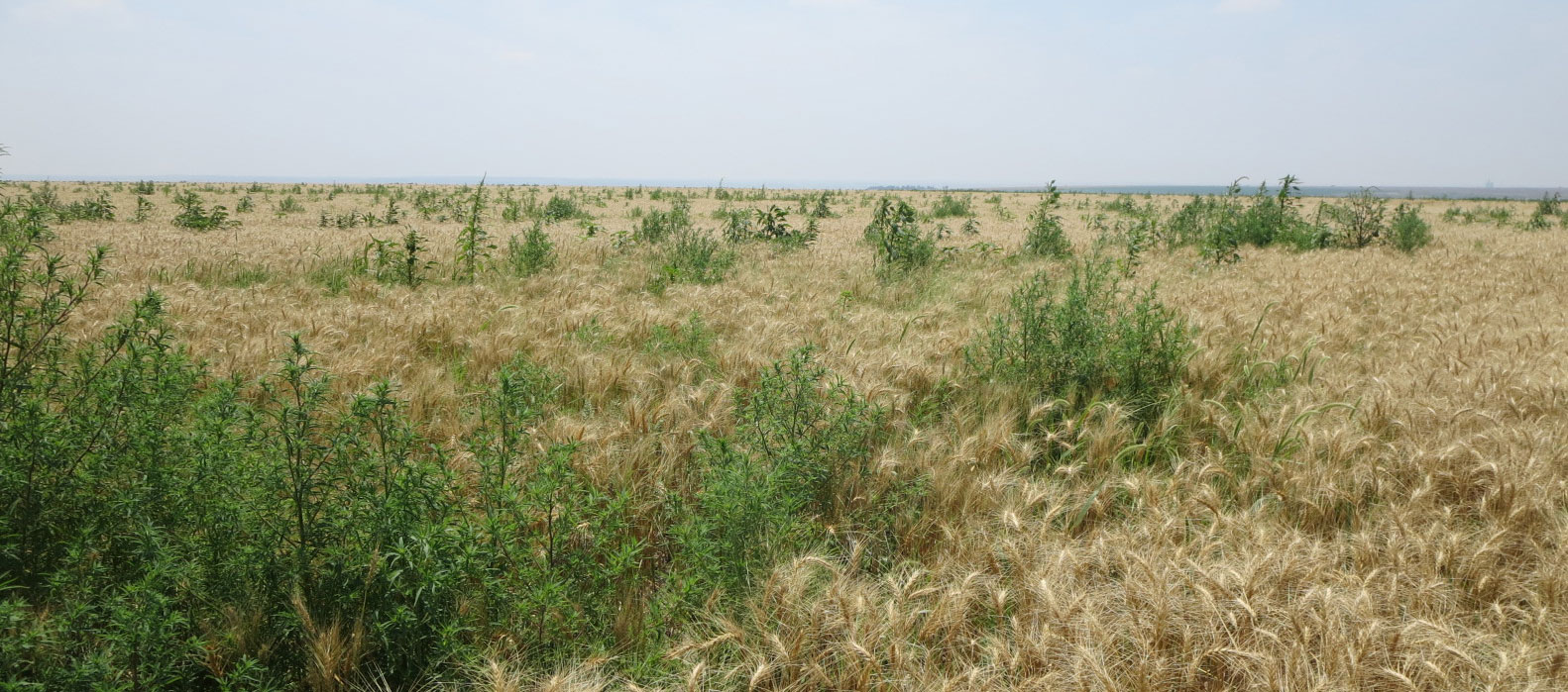 Extensive weeds in winter wheat field 