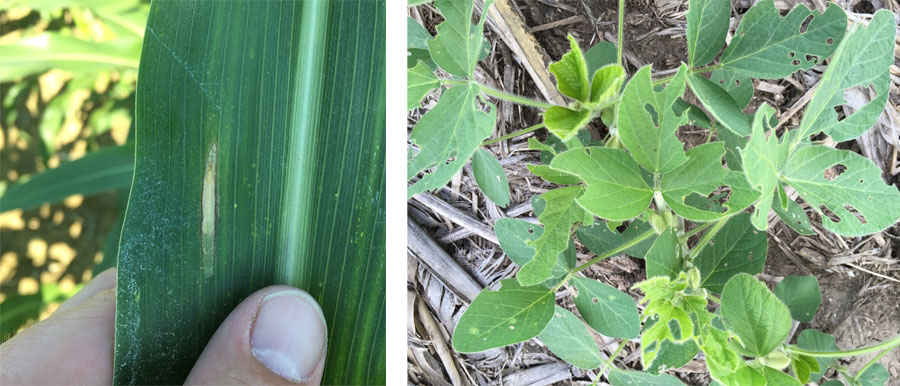 Northern corn leaf blight and soybean defoliation
