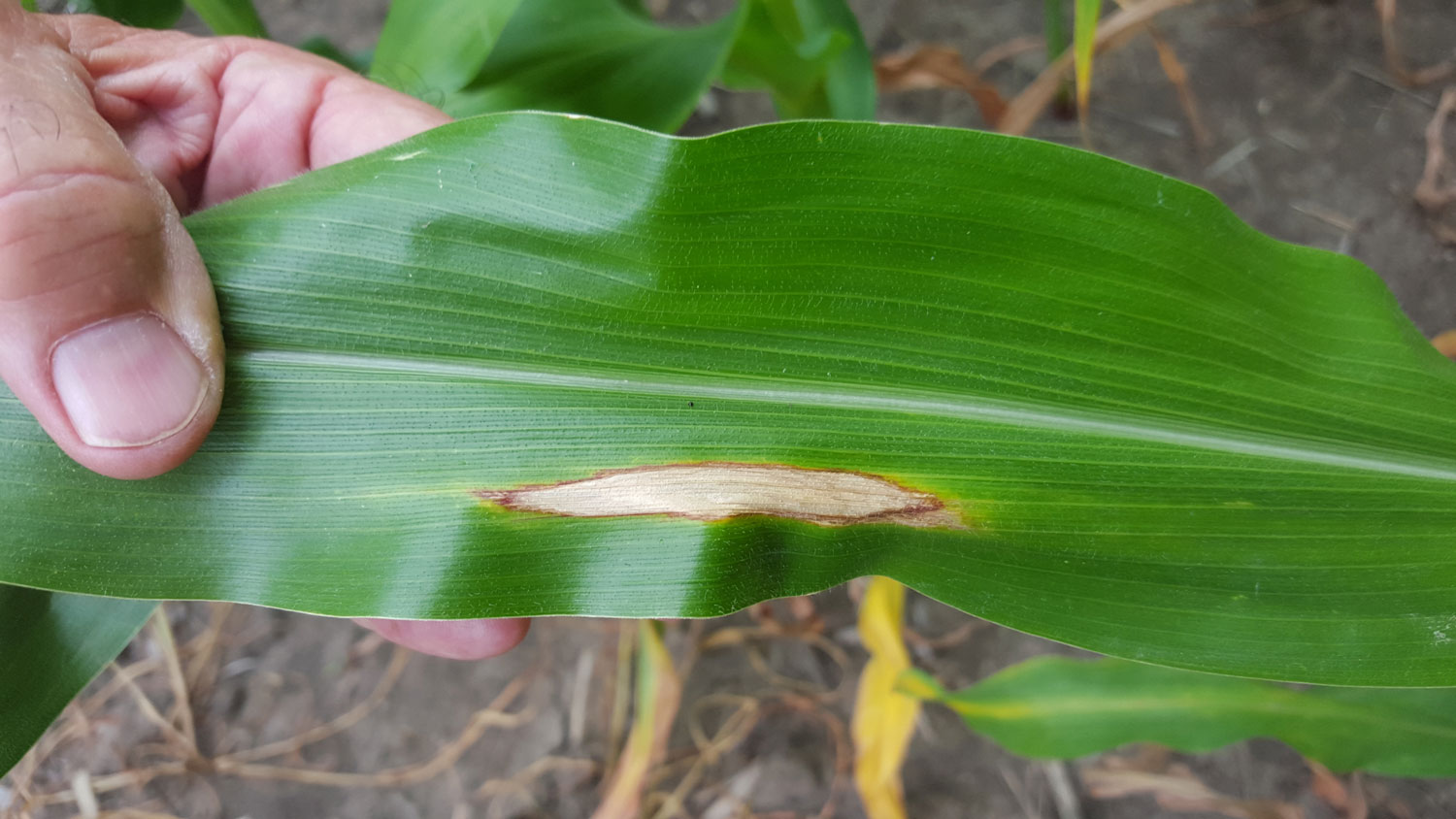 Northern corn leaf blight in corn
