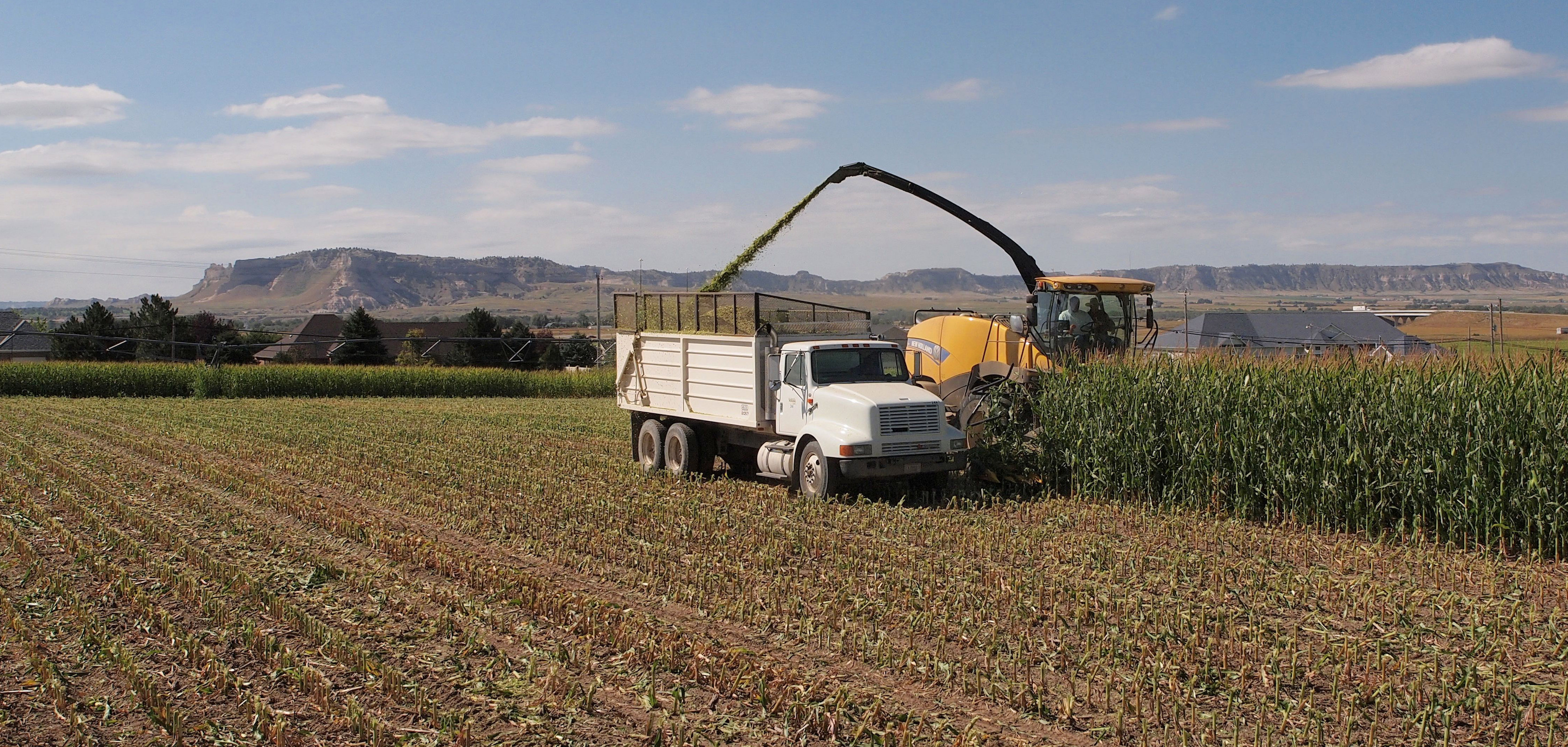 Corn silage harvest in the Panhandle