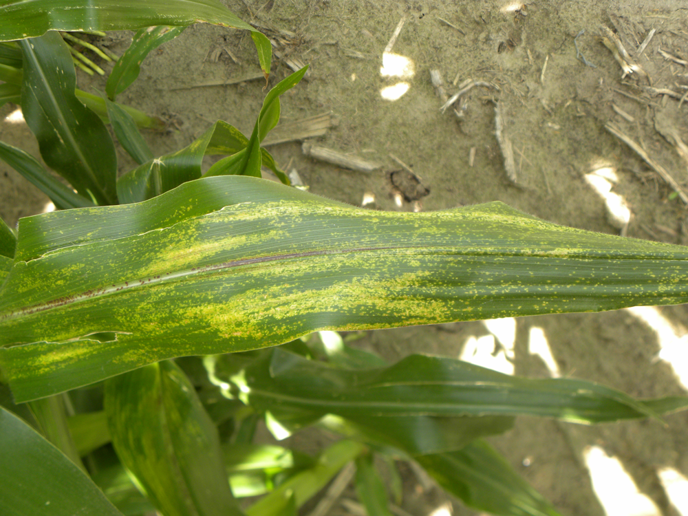 Physoderma in corn