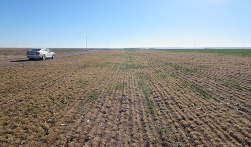 Winterkilled wheat in field silted in by 2012 wind storm