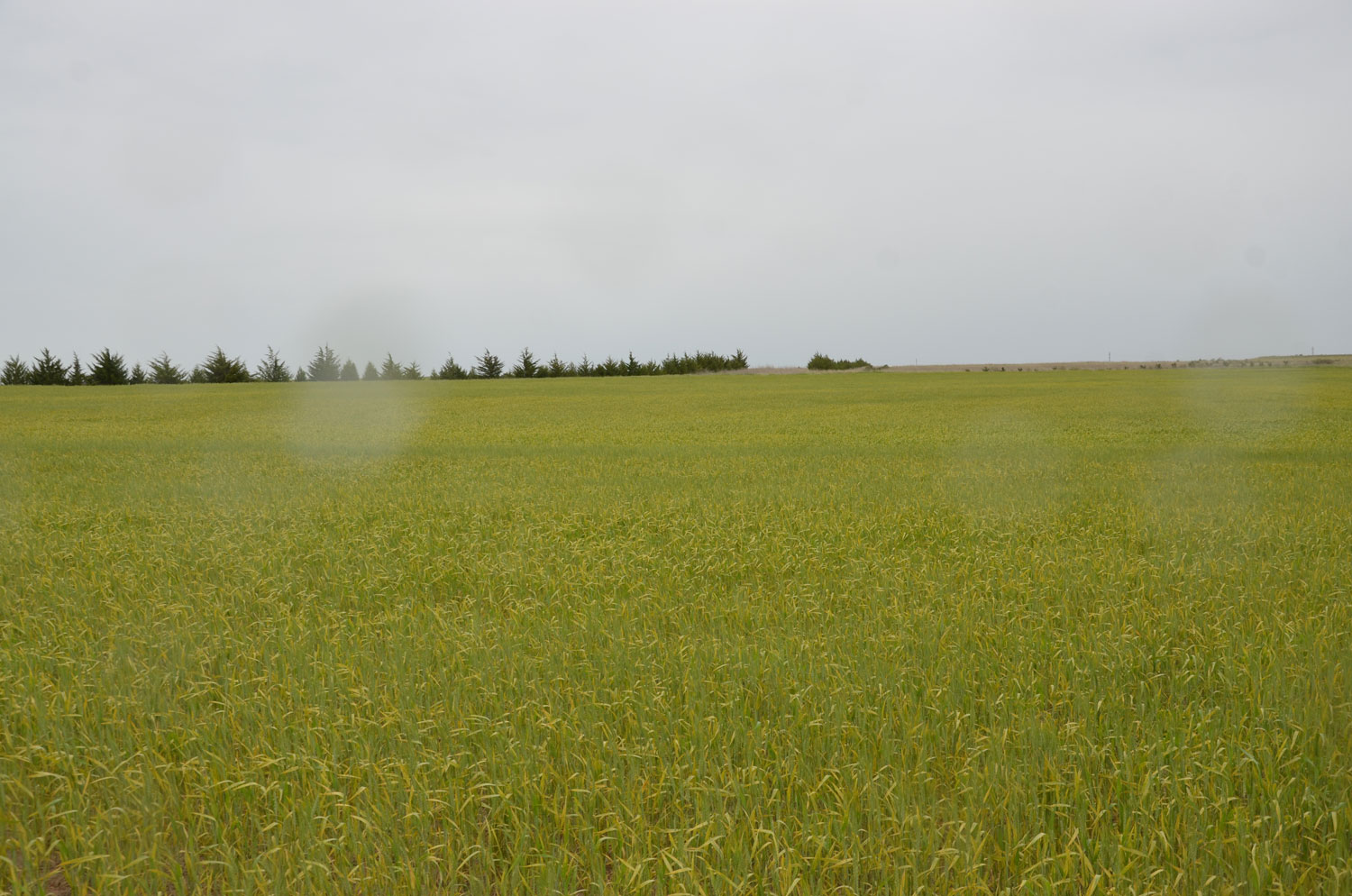 Stripe rust causing field of wheat to yellow