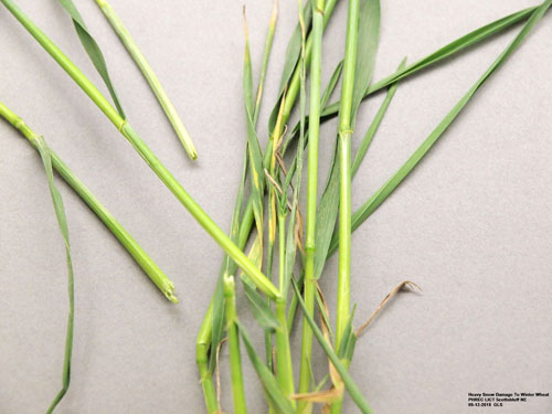 Wheat stem damage from freezing temperatures