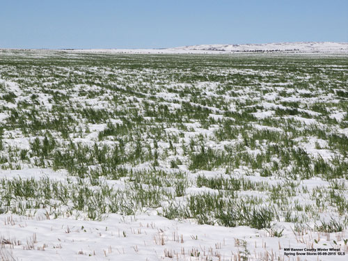 Snowy winter wheat, May 2015