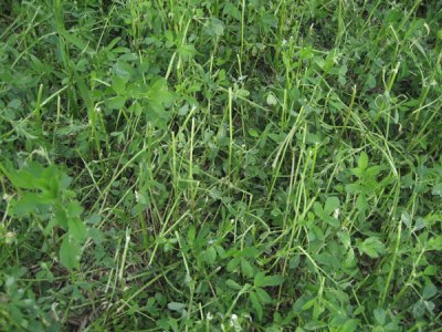 Terminal bud damage of alfalfa