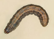 Claybacked cutworm larva