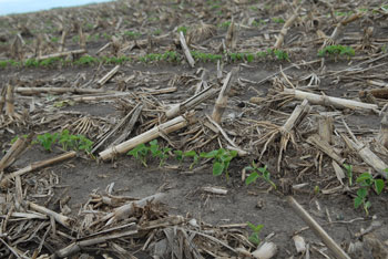 Emerged soybeans, Clay Center