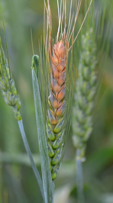  Fusarium head blight in wheat