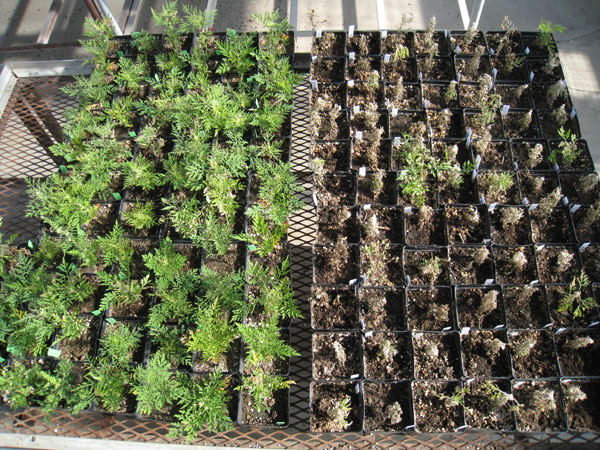  Greenhouse trial of glyphosate-resistant ragweed