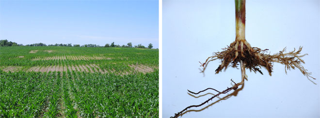 Corn field with nematode damage (left) and close-up of damage roots