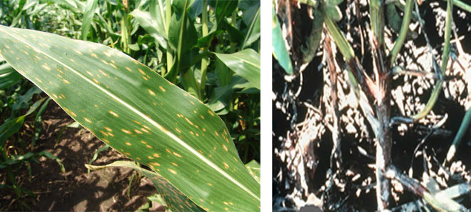 Photos of corn and soybean disease