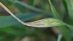 Septoria tritici blotch in wheat