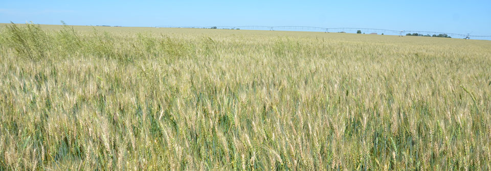 Wheat field with fusarium head blight