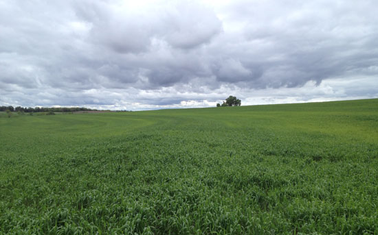 Yellowed winter wheat under storm clouds