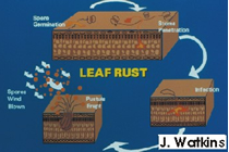 local dispersal of rust pustules