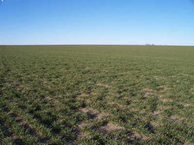 Photo of a winter wheat field with limited growth.