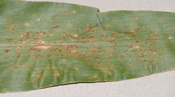 Photo of common rust on a corn leaf