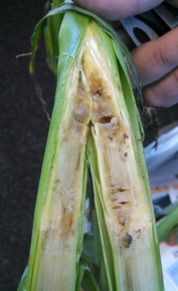 bacterial stalk rot of corn