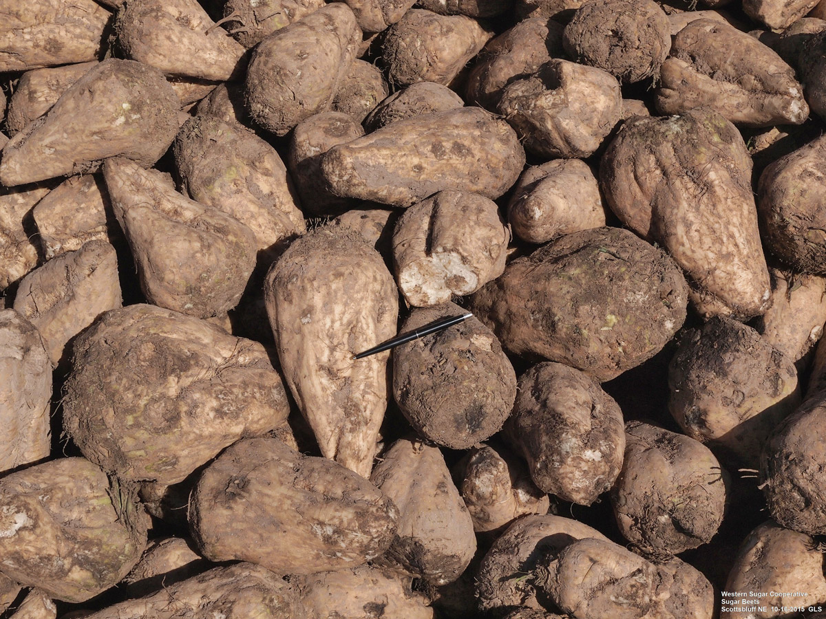 Figure 6. Harvested sugar beets in pile