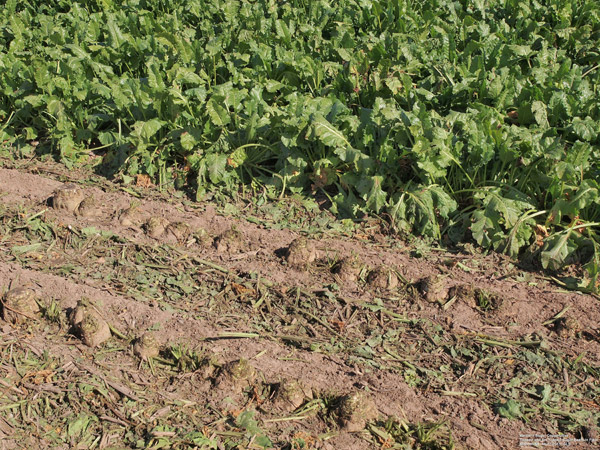 Figure 2. Defoliated and un-defoliated sugar beets in the field