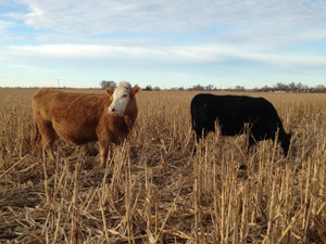 photo of cows grazing in corn stalks