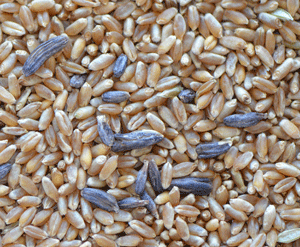 Ergot wheat grain