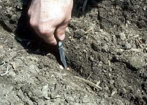 Photo - Checking corn seed depth
