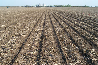 Strip-till soybean field in corn residue