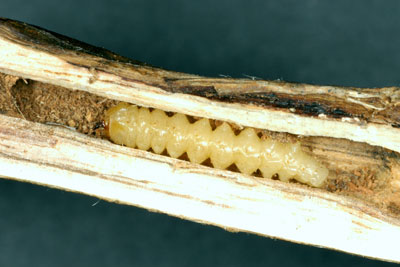 Soybean stem borer larvae
