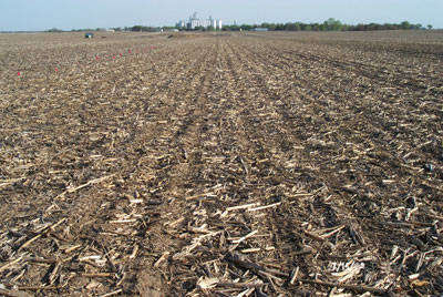 No-till soybean field in corn residue