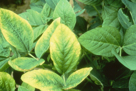 Symptom Identification Key For Nutrient Deficiencies In Soybeans ...