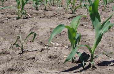 Corn seedling damping off