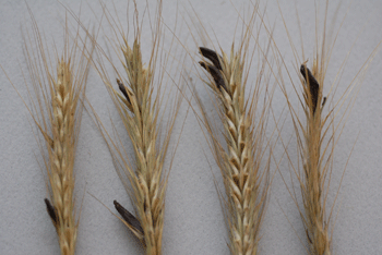 Wheat heads with ergot