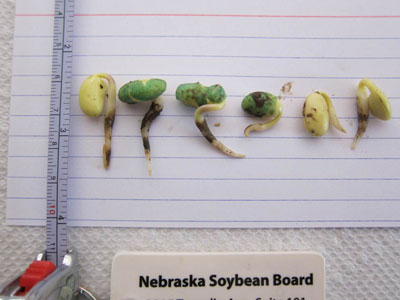 Germinating soybean seeds