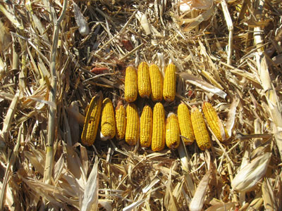 Downed corn from 1/1000th of an acre
