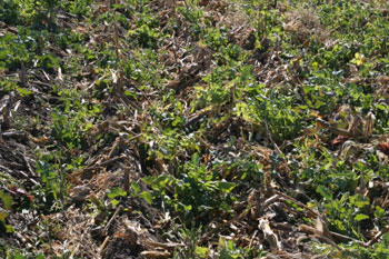 Turnip cover crop