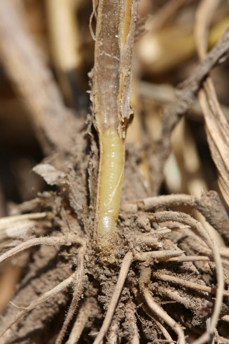 Enclosed wheat stem sawfly