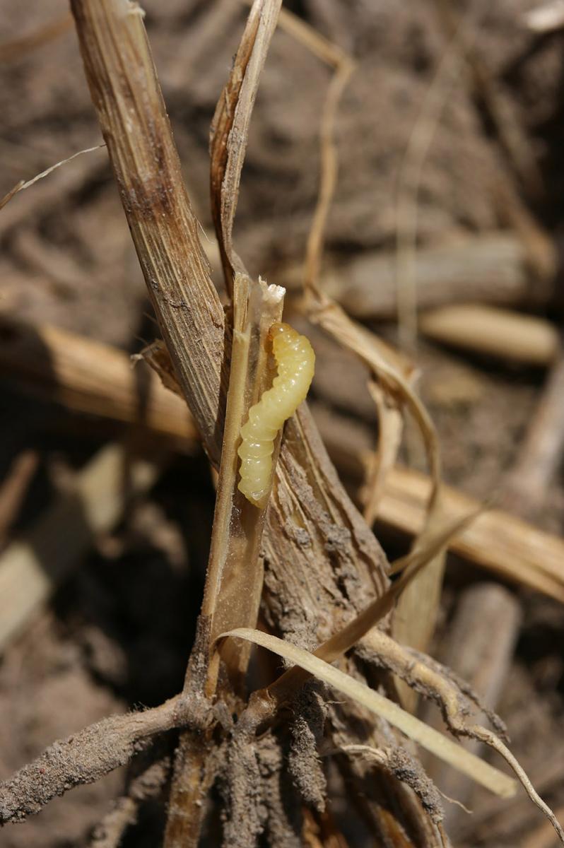 Wheat stem sawfly larvae