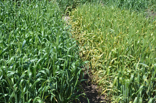 Field comparison of two wheat lines, one resistant to stripe rust and one not